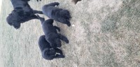 Newfoundland Puppies Newfoundland Dog for sale/adoption