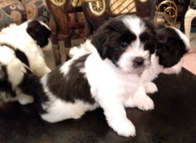 Maltese & Shih Tzu  Puppy (MALSHI) -Small Breed Constant Companion - Southern New Jersey