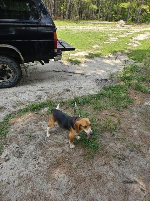 Beagle puppy for sale + 67273