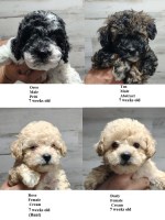 miniature poodles. Poodle Miniature for sale/adoption