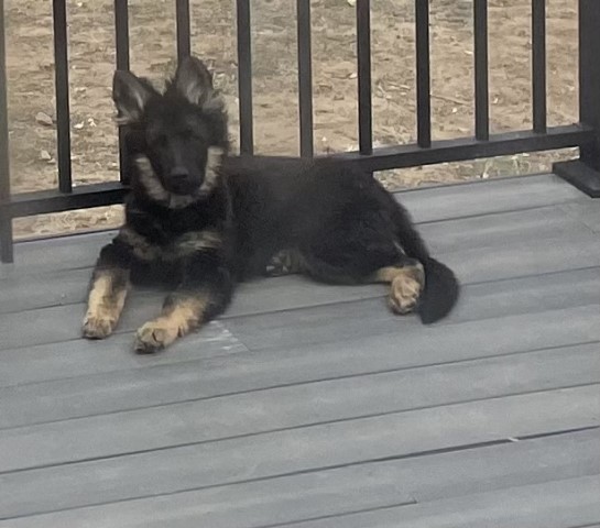 German Shepherd Dog puppy for sale + 64757