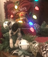Female Cattle Jack / Jack Heeler Australian Cattle Dog for sale/adoption