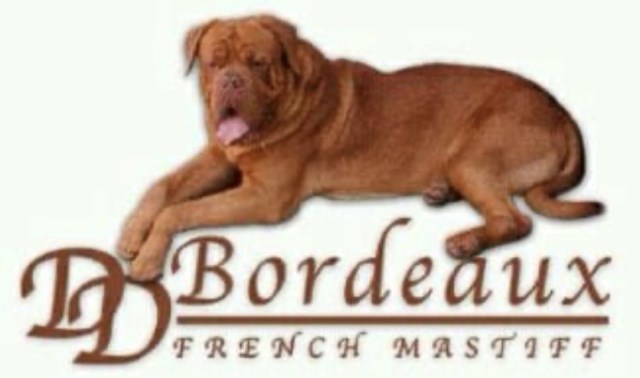 Black mask and red mask dogue de bordeaux puppies