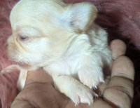 LC Apple Head Chihuahuas Females Chihuahua for sale/adoption
