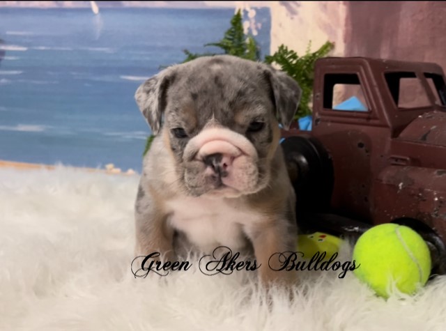 English Bulldog puppy for sale + 63665