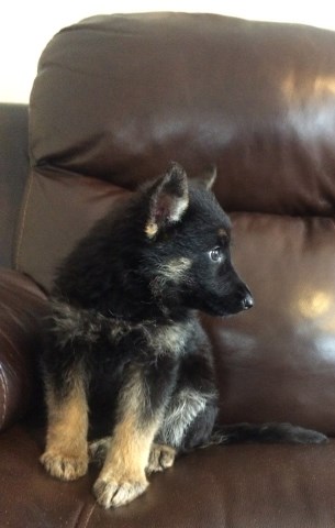 AKC German Shepherd Puppies