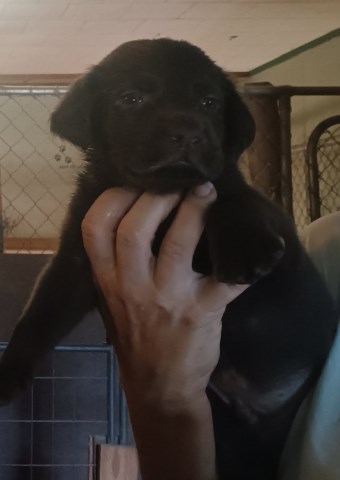 Labrador Retriever puppy for sale + 67209