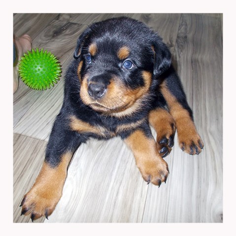 Rottweiler puppy for sale + 60400