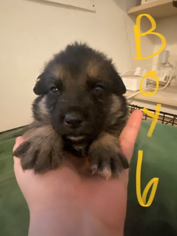 German Shepherd Dog puppy for sale + 62960