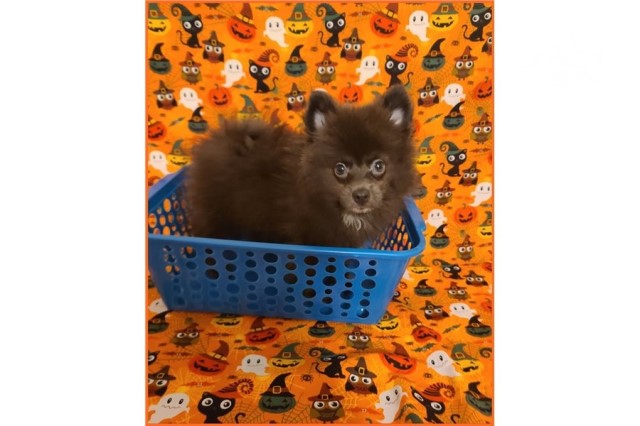 Pomeranian puppy for sale + 60809
