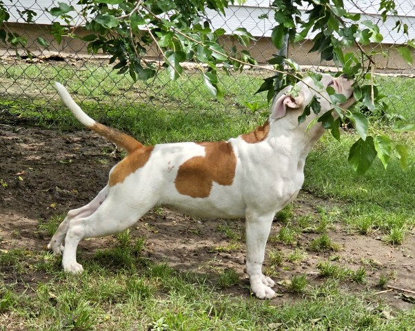 American Bulldog puppy for sale + 64942