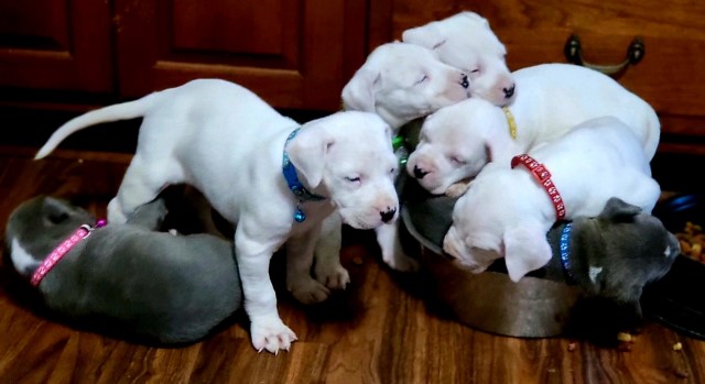 Dogo Argentino pups