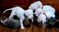 Dogo Argentino thumbnail