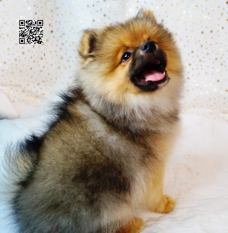 KONA: CKC Pomeranian Male Pup