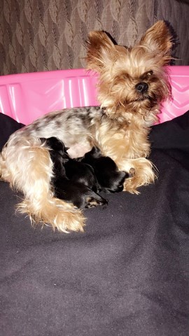 Yorkshire Terrier puppy for sale + 49134