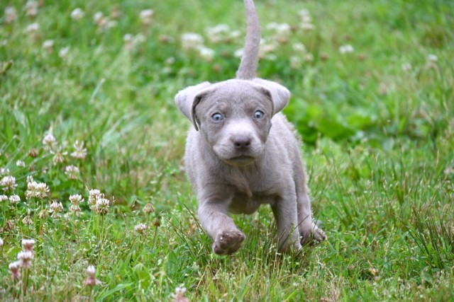 Labrador Retriever puppy for sale + 63377