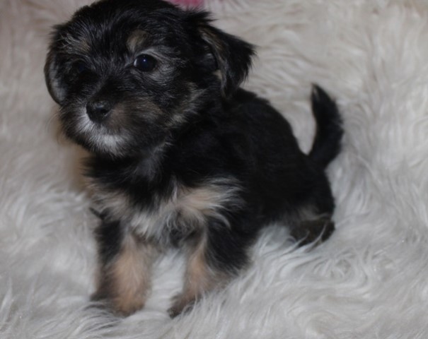 Havanese puppy for sale + 63337