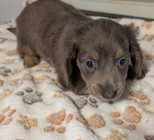 Dachshund puppy for sale + 59906