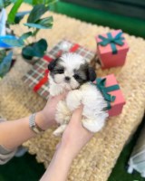 Shih Tzu Puppy For Free Shih Tzu for sale/adoption