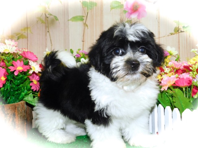 Havanese puppy for sale + 63625