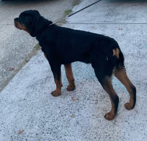 Rottweiler puppy for sale + 62549