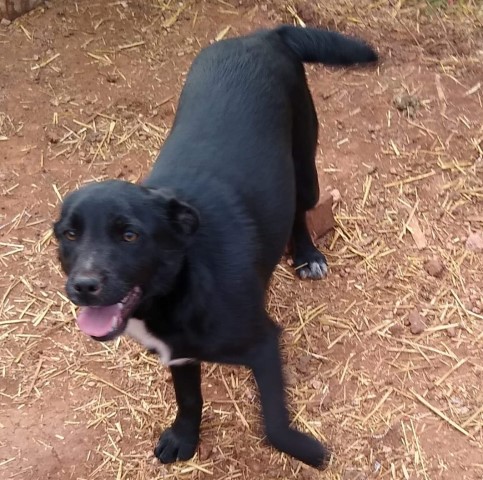 Patterdale terriers