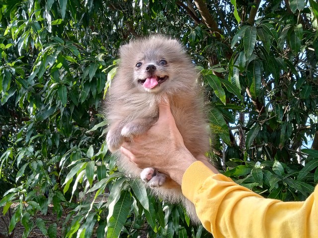 Rare Exotic Blue Silver Merle Pomeranian Puppy Female