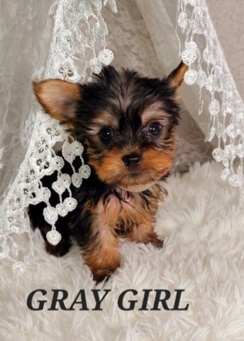 Yorkshire Terrier puppy for sale + 62735