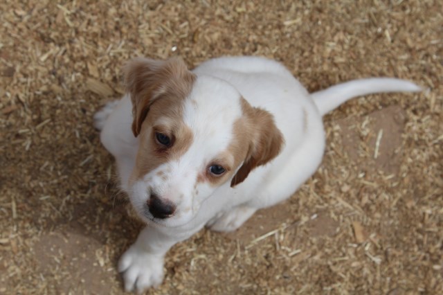 English Setter puppy for sale + 48795