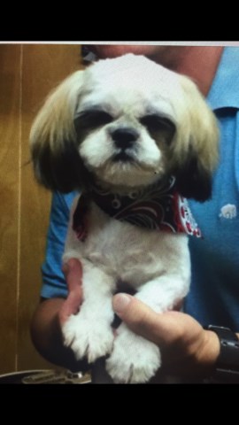 Shih Tzu Puppy Dog For Sale In Nacogdoches Texas