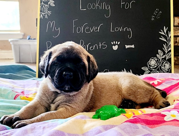 Mastiff puppy for sale + 65022