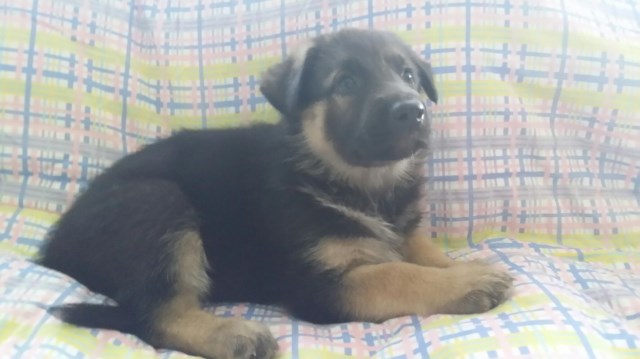 CKC German Shepherd Puppies