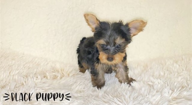 Yorkshire Terrier puppy for sale + 60830