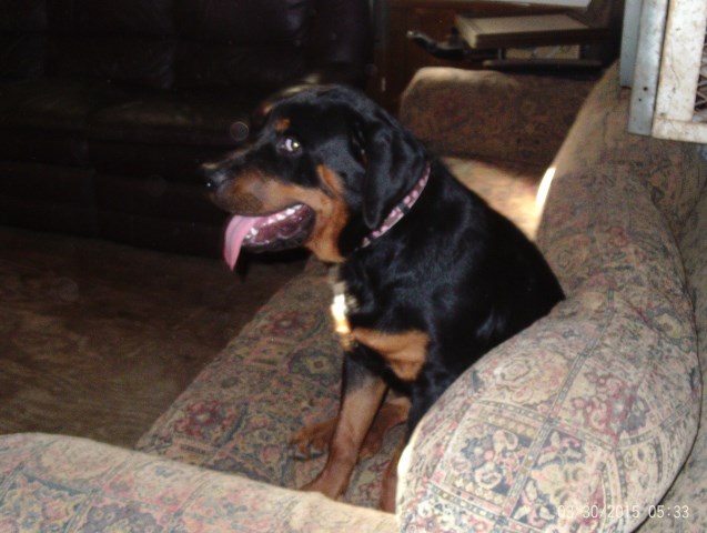 Rottweiler puppy for sale + 50227