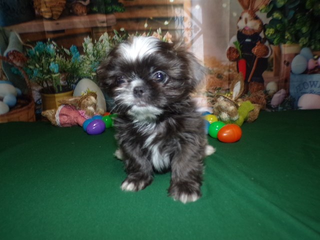 Tiny Imperial Shih Tzu Blues's Puppies