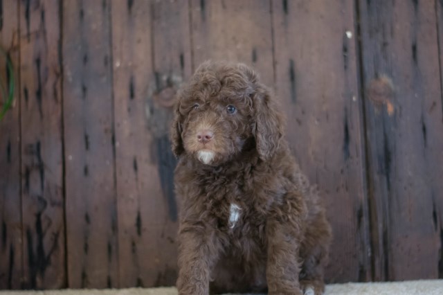 Anatolian Shepherd Dog puppy for sale + 52347