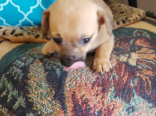 Chihuahua puppy for sale + 60415