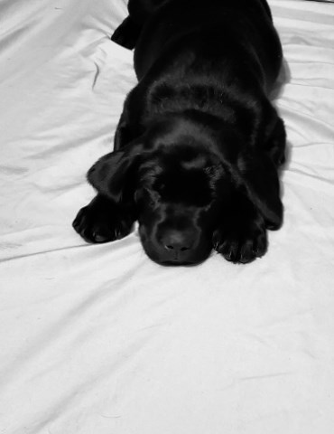 AKC Black Lab Puppies