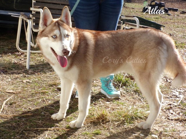 Siberian Husky puppy for sale + 52525