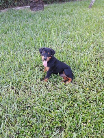 Rottweiler puppy for sale + 54642