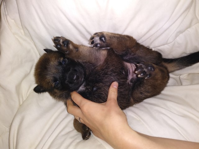 German Shepherd Dog puppy dog for sale in Orleans, Indiana