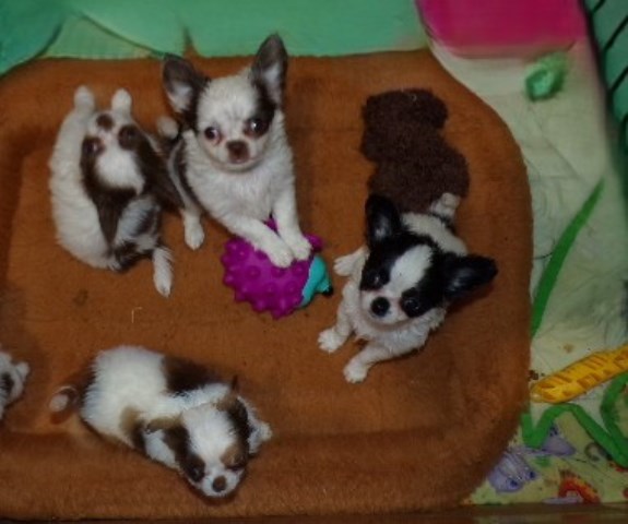 Chihuahua puppy for sale + 66144