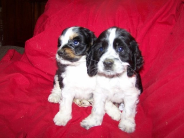 American Cocker Spaniel puppy for sale + 47340