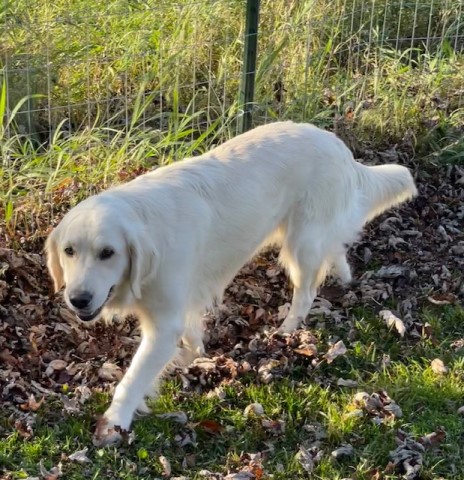 July 2020 AKC Golden Retriever puppies  SOLD