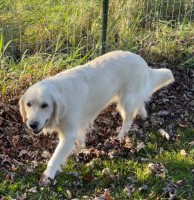 July 2020 AKC Golden Retriever puppies  SOLD Golden Retriever for sale/adoption
