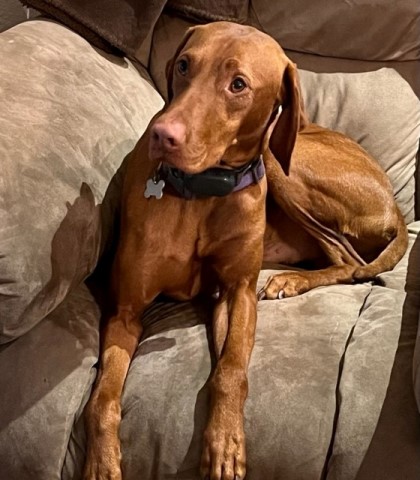 Vizsla 3 year old male for sale