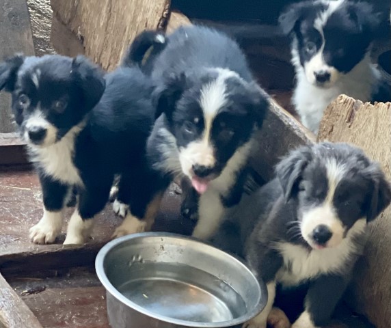 ABCA registered Border Collies