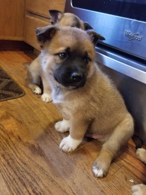 Husky Mix Puppies