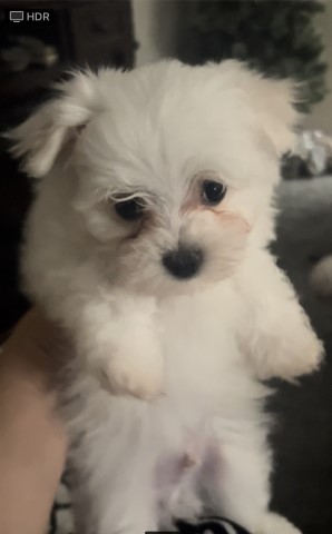 Maltese puppy for sale + 64267