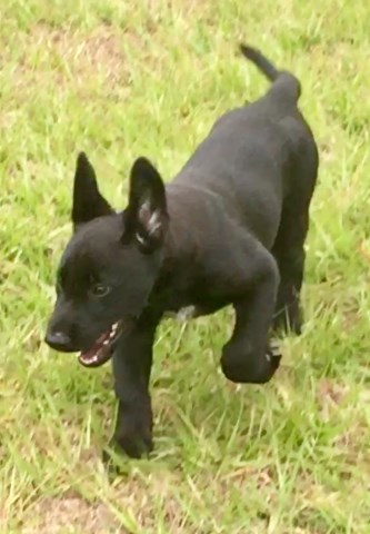Black Malinois puppy